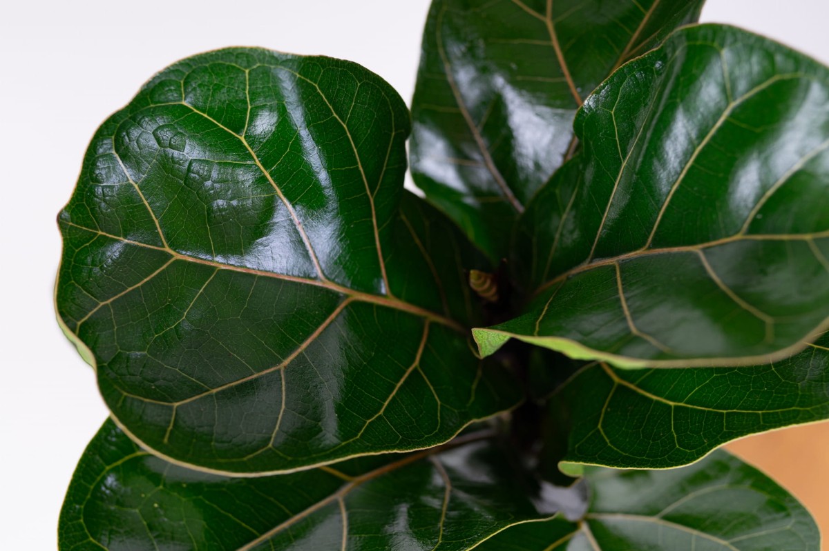 Fikus-lyrata-ficus-dębolistny-04.jpg