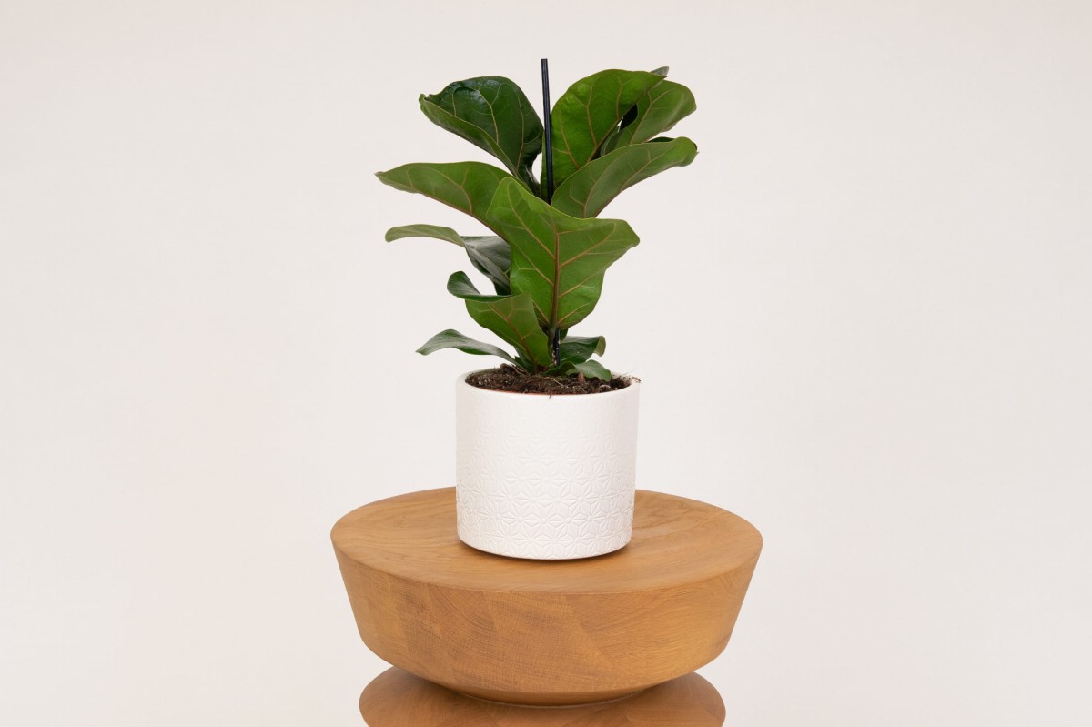 Fikus-lyrata-ficus-dębolistny-0.jpg