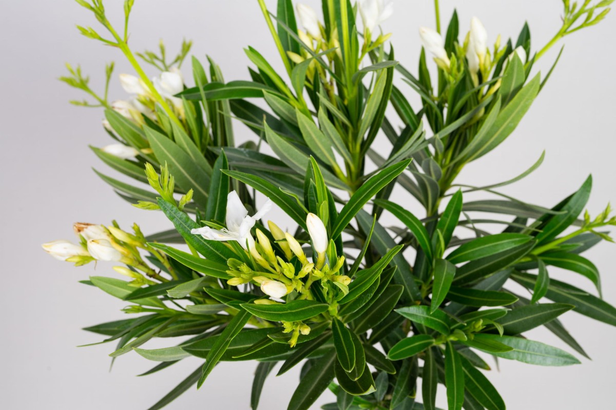oleander-pospolity-nerium-petite-alsace-kwiat-2.jpg