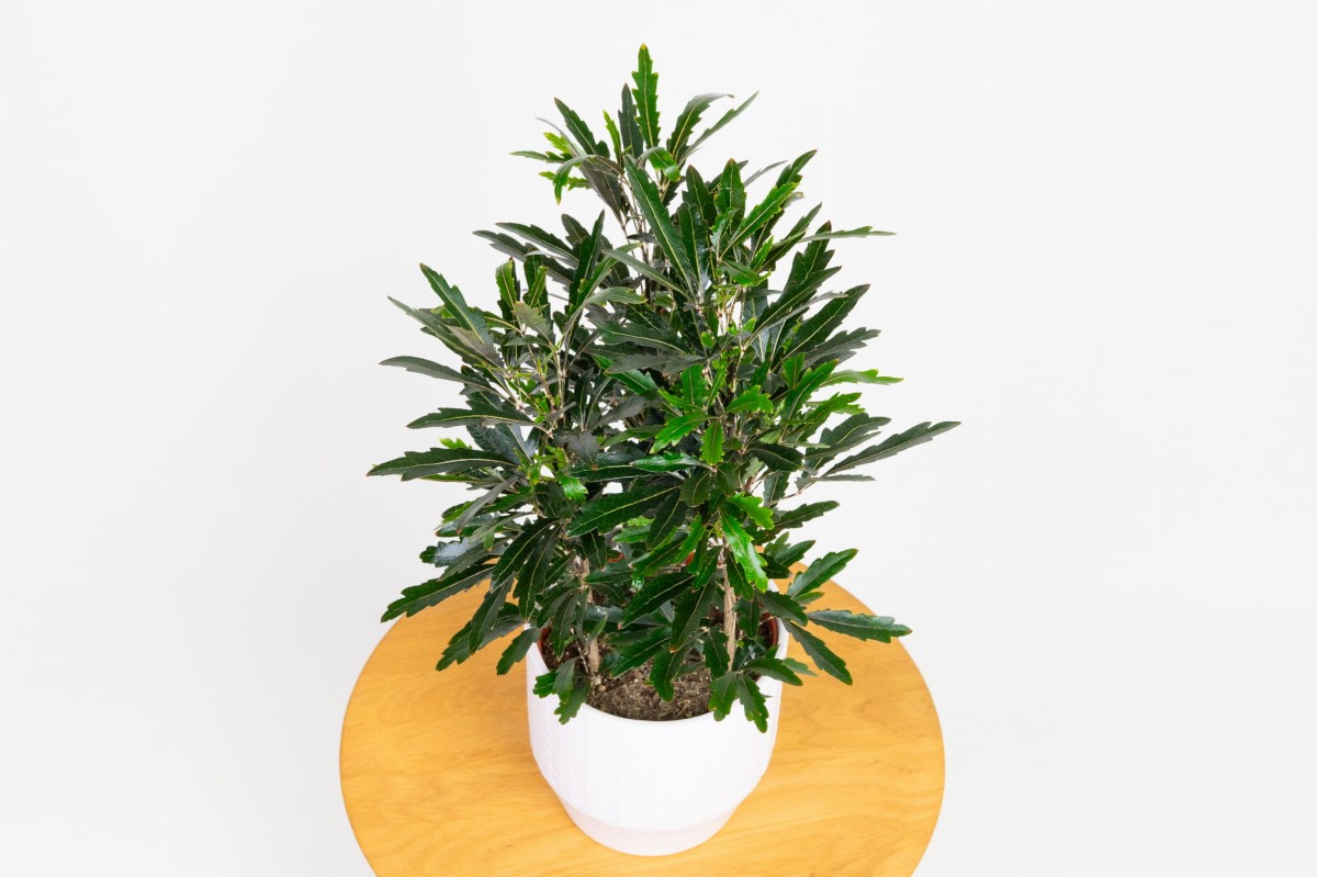 Plerandra-elegantissima-szeflera-dizygotheca-najwytworniejsza-02.jpg