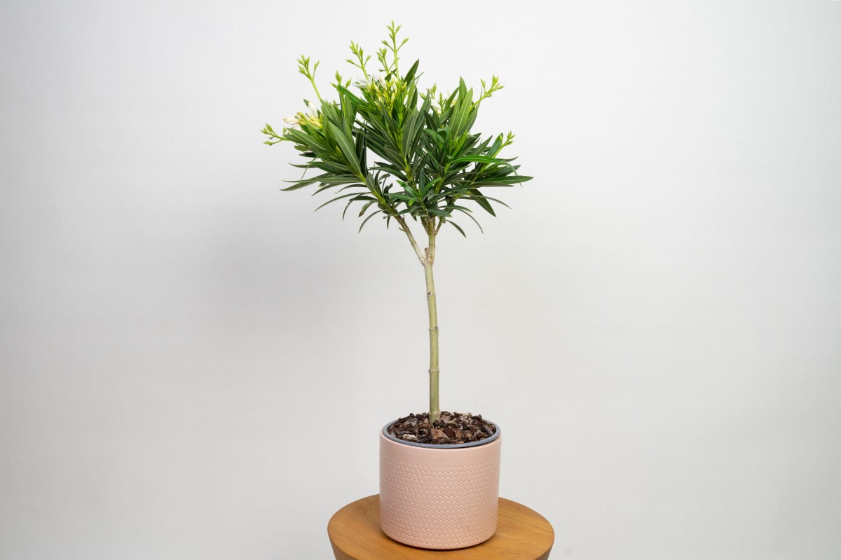 oleander-pospolity-nerium-petite-alsace.jpg