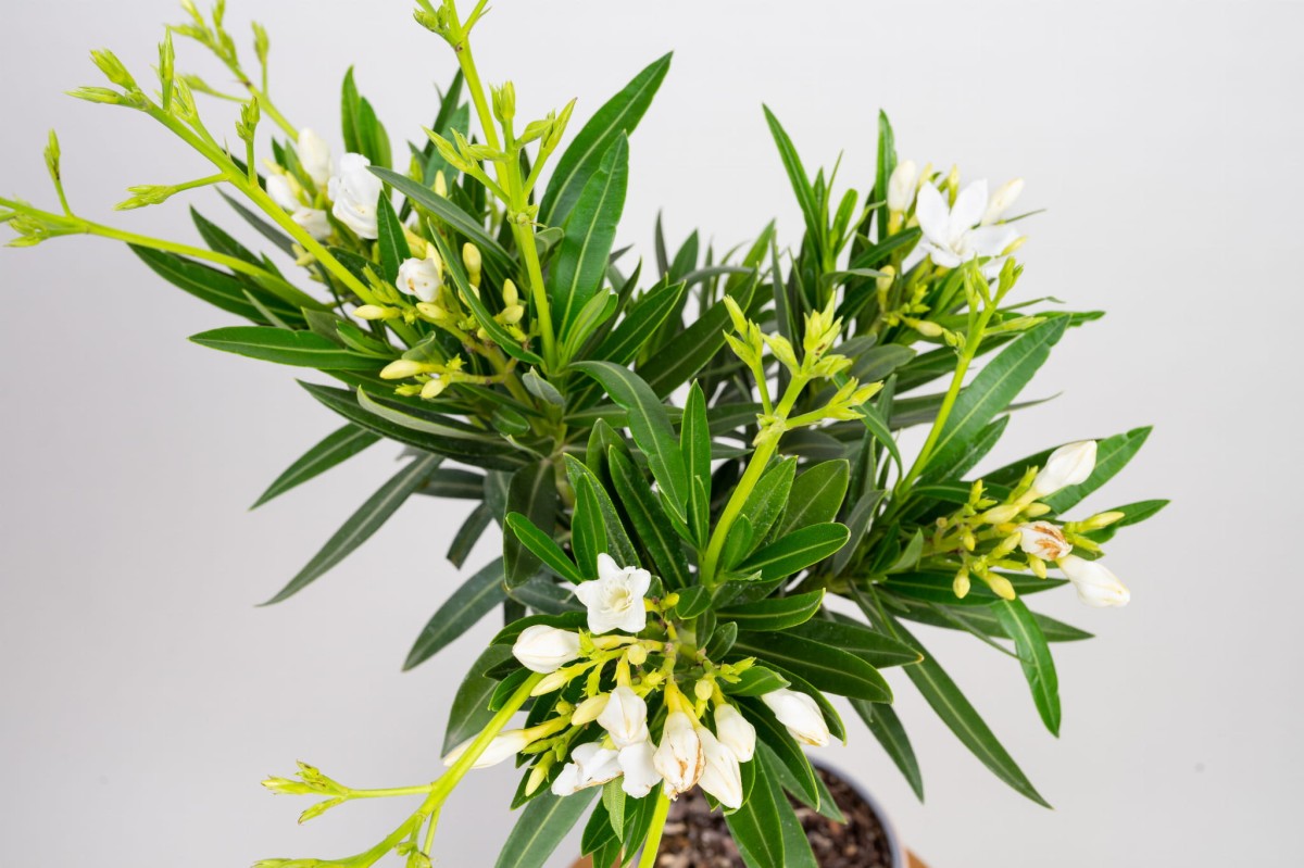 oleander-pospolity-nerium-petite-alsace-kwiat.jpg