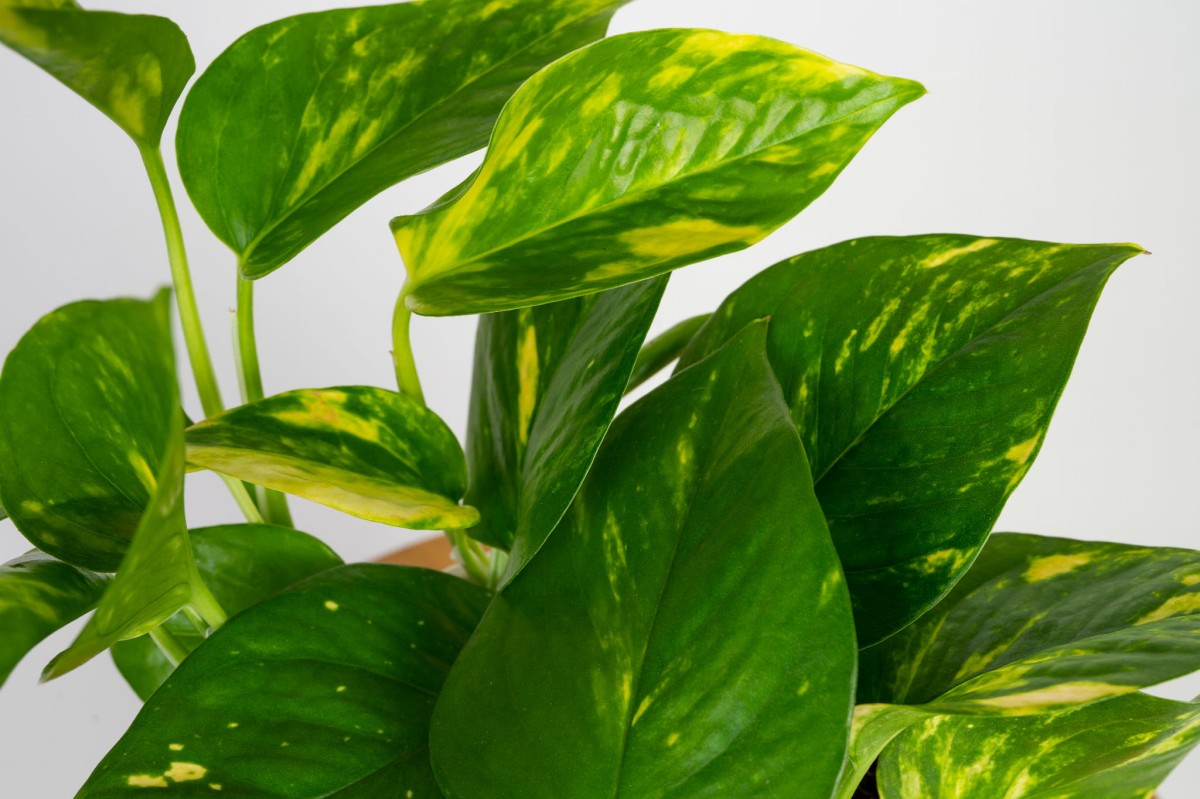 epipremnum-zlociste-aureum-liscie-03.jpg