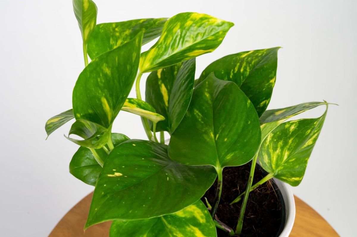 epipremnum-zlociste-aureum-liscie.jpg