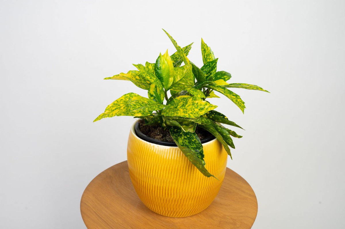aukuba-japonska-crotonifolia-03.jpg