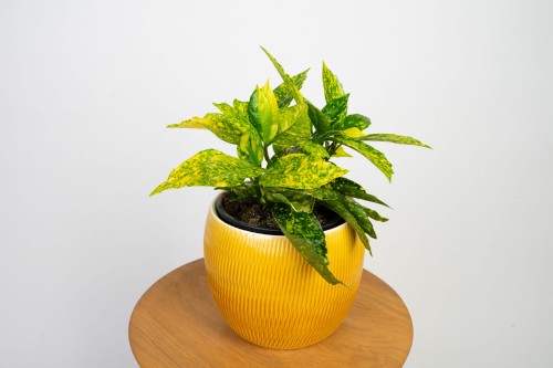 Aucuba Japońska 'Crotonifolia'