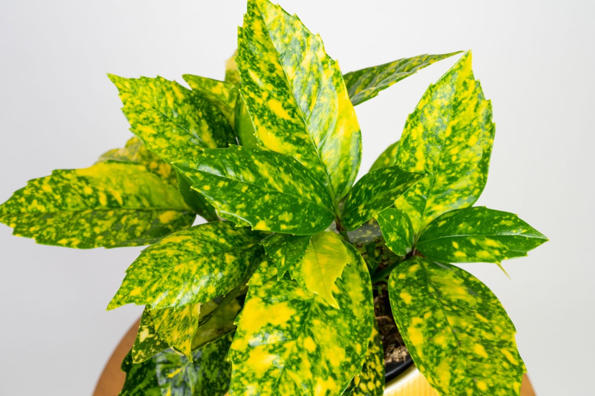 aukuba-japonska-crotonifolia-kwiaty-03.jpg