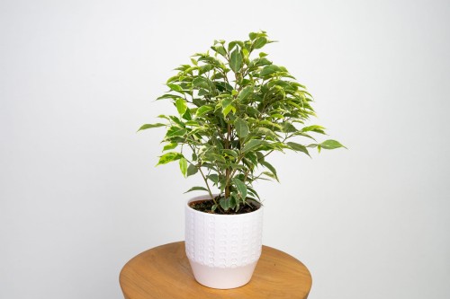 Ficus benjamina Kinky