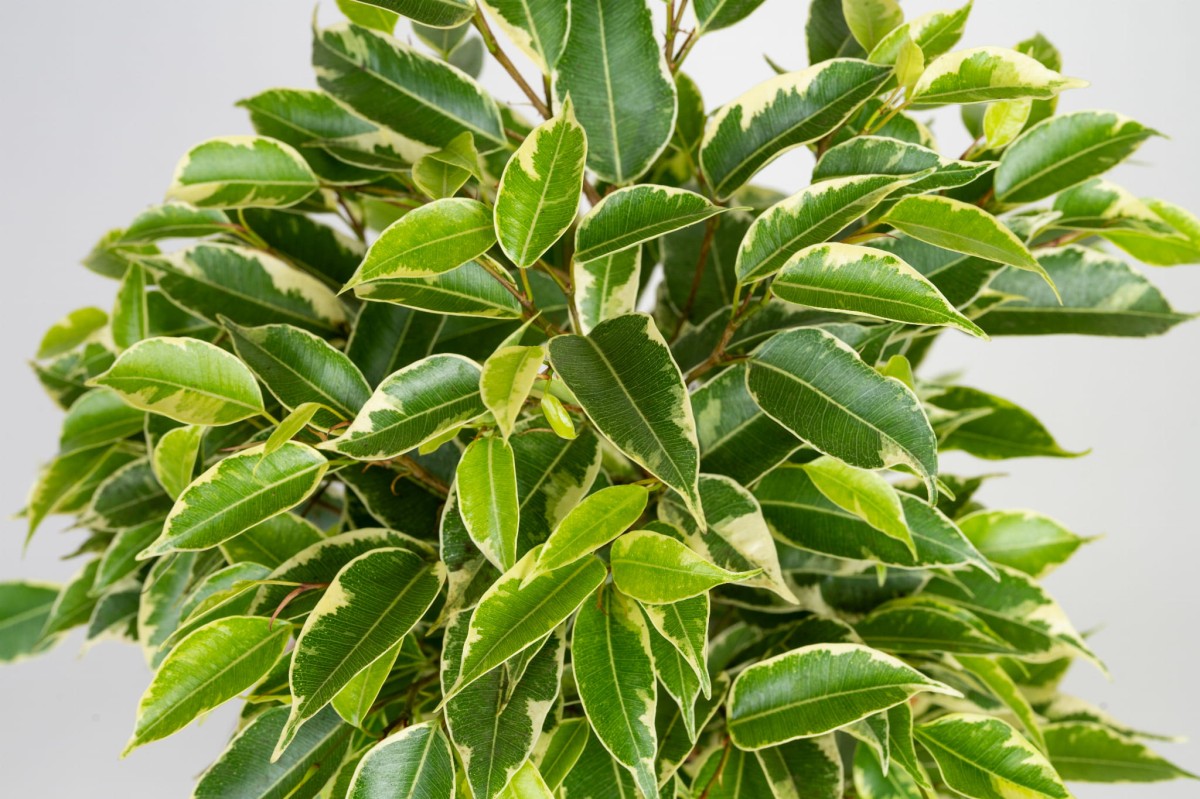ficus-benjamina-kinky-liscie.jpg