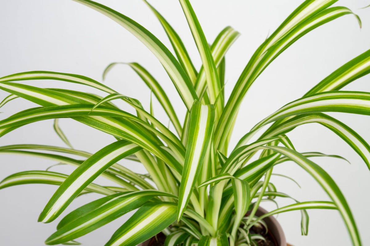 zielistka-chlorophytum-comosum-variegatum-liscie.jpg