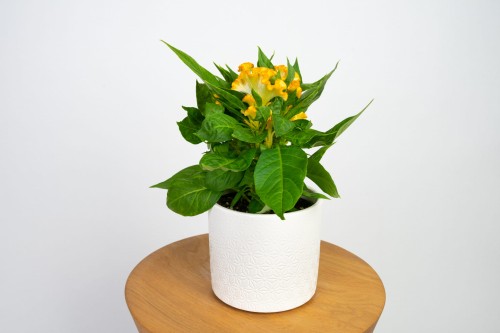 Celozja grzebieniasta żółta (Celosia cristata)