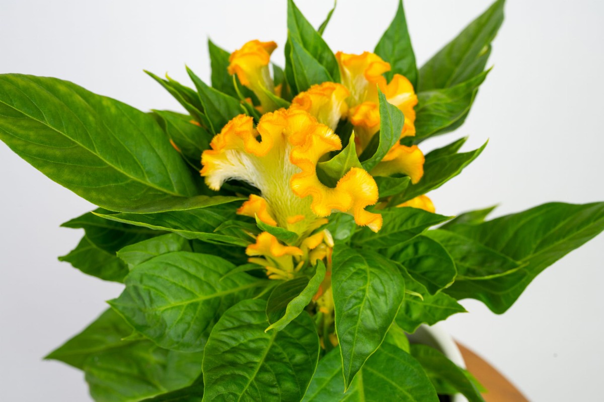 celozja-grzebieniasta-zolta-celosia-cristata-kwiat.jpg