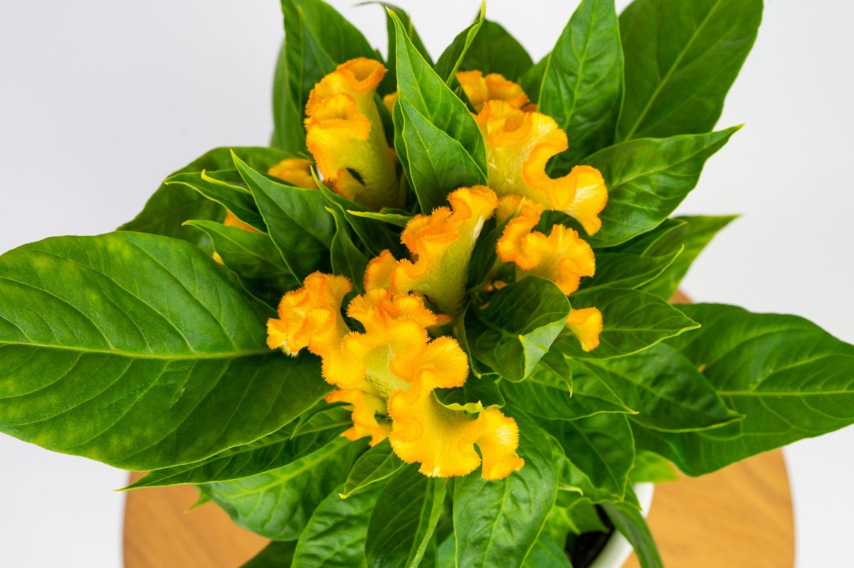 celozja-grzebieniasta-zolta-celosia-cristata-kwiat-2.jpg