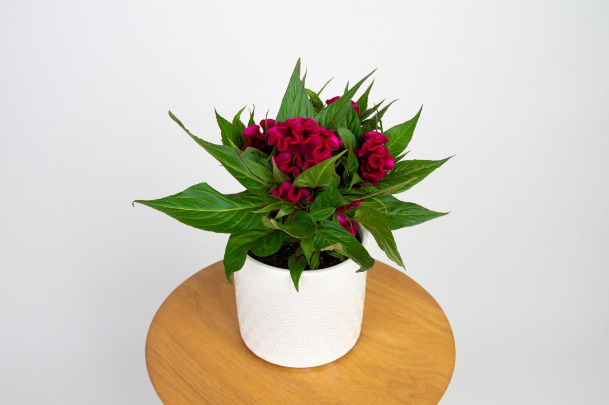 celozja-grzebieniasta-rozowa-celosia-cristata-02.jpg