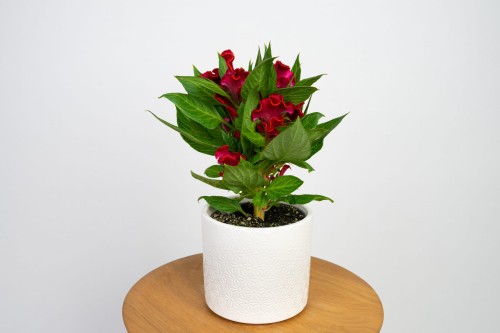Celozja grzebieniasta czerwona (Celosia cristata)