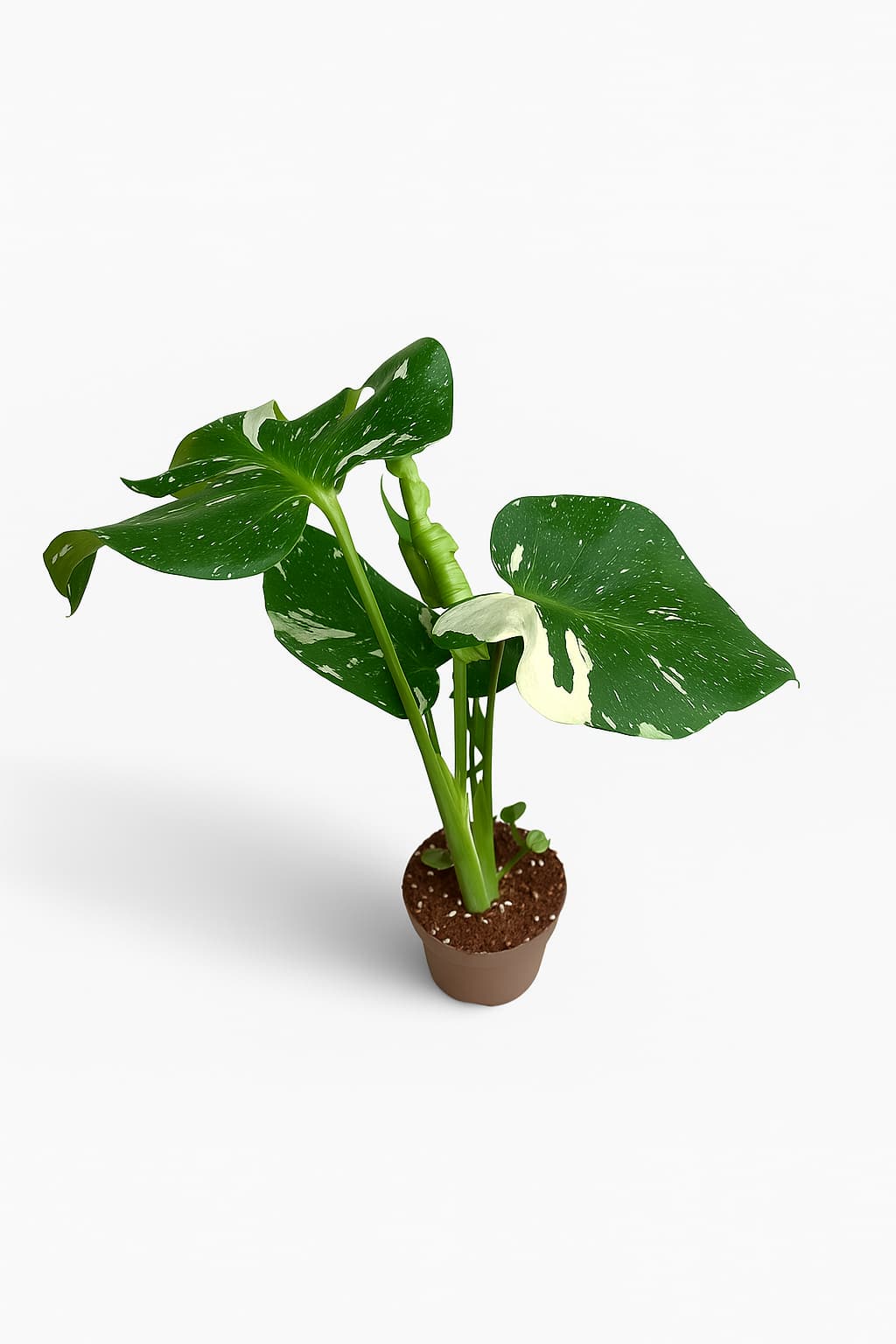 Monstera deliciosa variegata biało-zielona - roślina kolekcjonerska do jasnych wnętrz