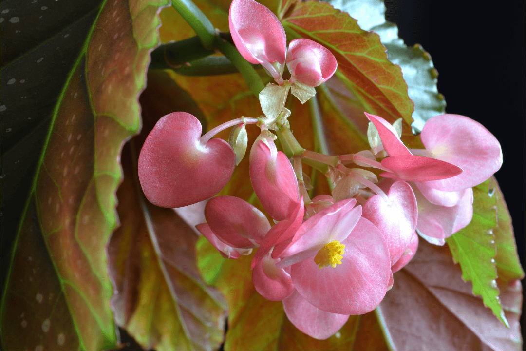 Begonia Królewska jak dbać zdjęcie 2