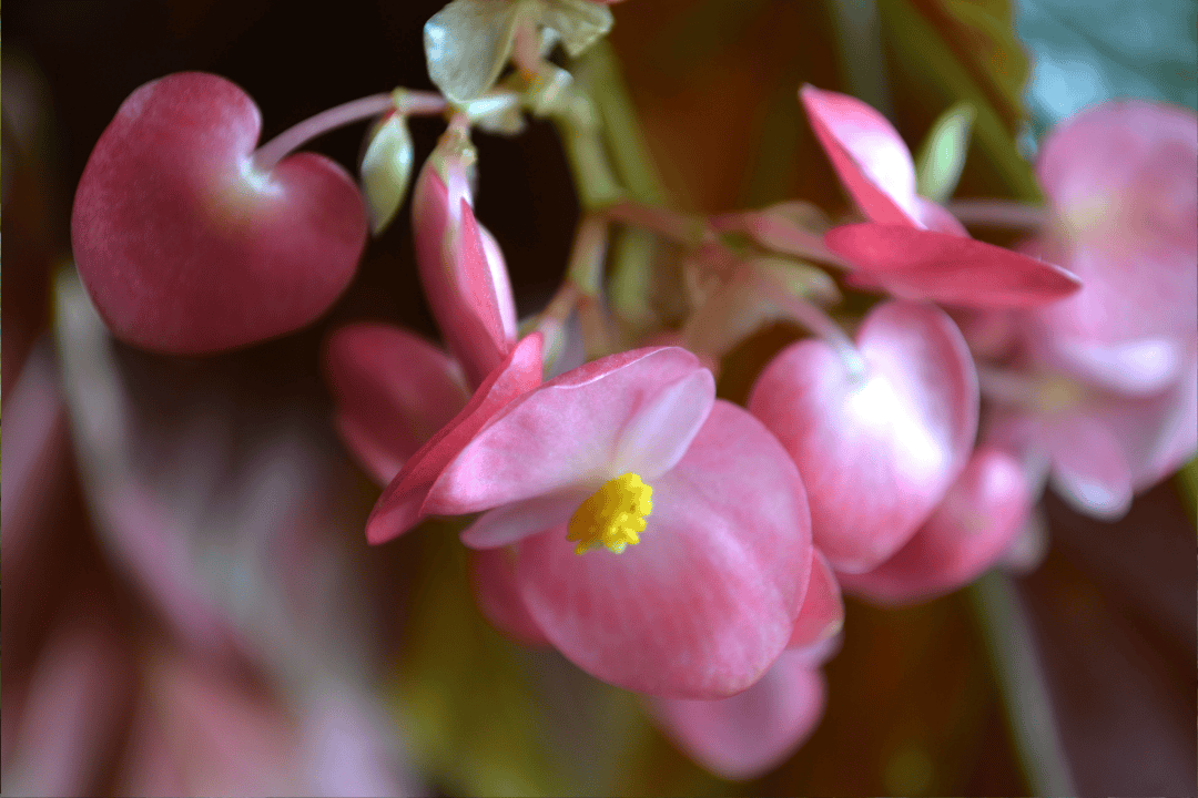 Begonia Królewska jak dbać