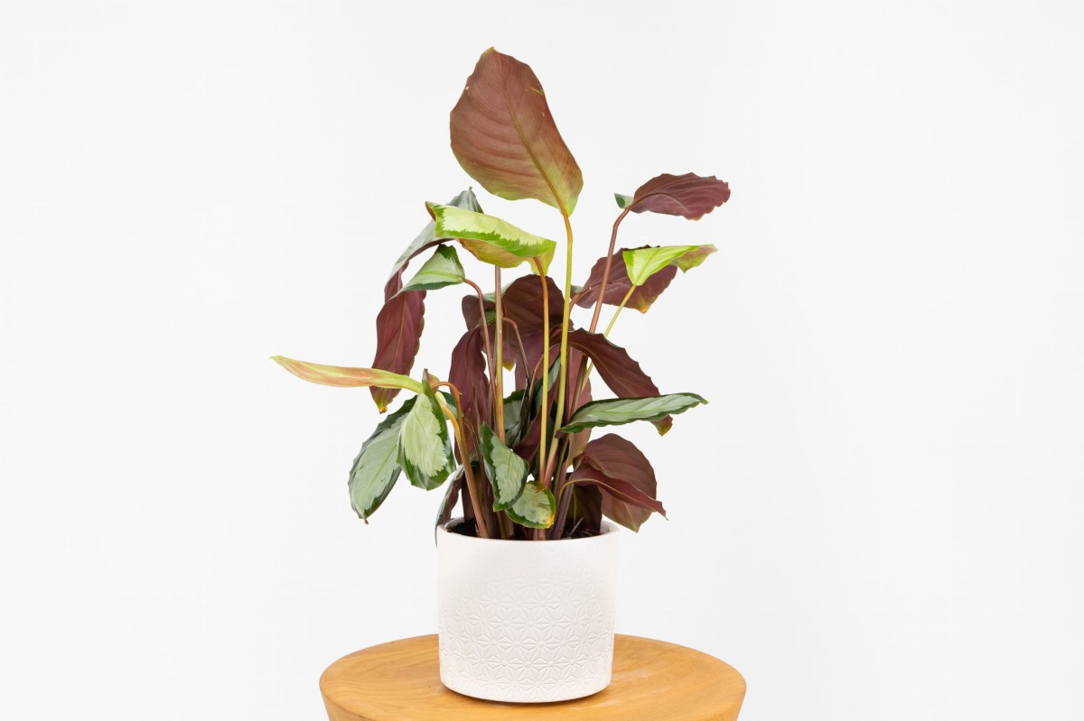 Roślina Calathea