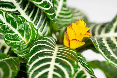 Aphelandra squarrosa 'Dania' Afelandra APHELANDRA SQUARROSA 'DANIA' AFELANDRA