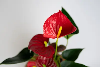 ANTURIUM PICANTA RED (ANTHURIUM) ANTURIUM PICANTA RED