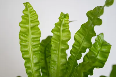 ASPLENIUM NIDUS ‘CRISPY WAVE’ Asplenium nidus ‘Crispy Wave’ – paproć oczyszczająca powietrze