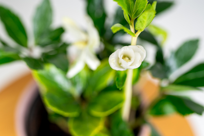 GYNUURA AURANTIACA GINURA POMARAŃCZOWA’ CIEMIERNIK | HELLEBORUS