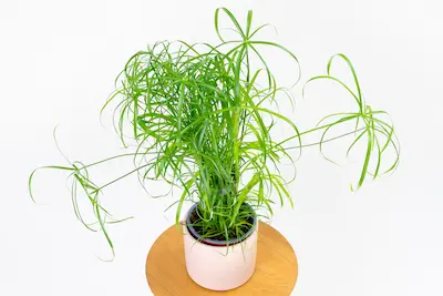 CYPERUS PAPIRUS CYPERUS-PAPIRUS