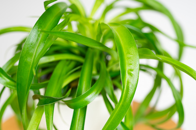 CHLOROPHYTUM 'LEMON' ZIELISTKA