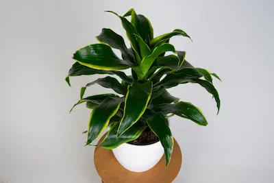 dracaena-fragrans-dorado Dracena Dorado w doniczce