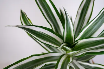 dracaena-green-white Dracena Green White w doniczce