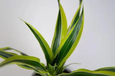 dracena-lemon-lime Dracena Lemon Lime w doniczce