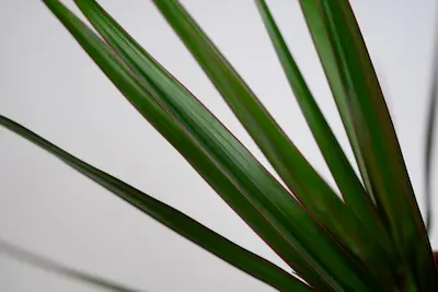 dracena-magenta-krzaczasta Dracena Magenta bez pnia w doniczce