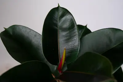 ficus-elastica-robusta Ficus elastica Robusta w doniczce