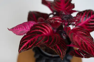 IRESINE HERBSTII 'BLOODLEAF' Iresine herbstii 'Bloodleaf' – roślina o czerwonych liściach