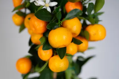 kalamondyna-calamondin Kalamondyna Calamondin z jadalnymi owocami