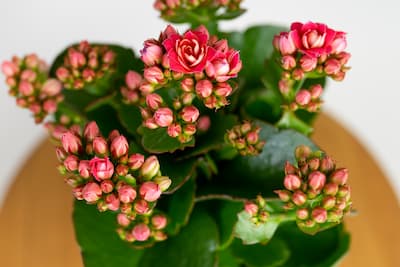 Różowe kalanchoe w różowym koszyku – prezent dla dziewczyny, mamy lub babci