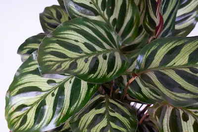 Kalatea Makoya (Calathea Makoyana)