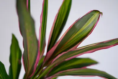 CORDYLINE FRUTICOSA 'KIWI' (KORDYLINA) CORDYLINE FRUTICOSA 'KIWI' KORDYLINA