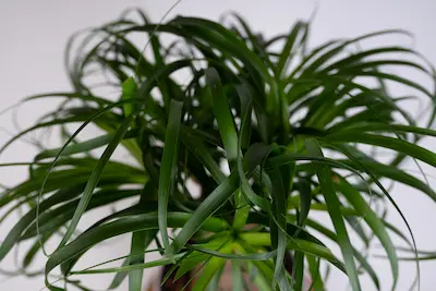 NOLINA WYGIĘTA 'BEAUCARNEA RECURVATA' Nolina wygięta 'Beaucarnea recurvata'
