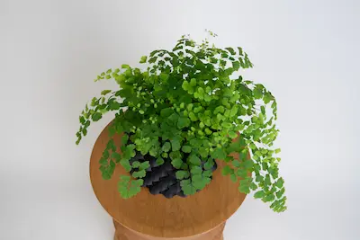 ADIANTUM RADDANIUM 'FRAGRANS' Adiantum raddianum 'Fragrans' – niekropień klinowaty