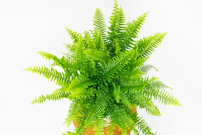 Paproć Nephrolepis exaltata Nefrolepis wyniosły Paproć-Nephrolepis-exaltata-Nefrolepis-wyniosły