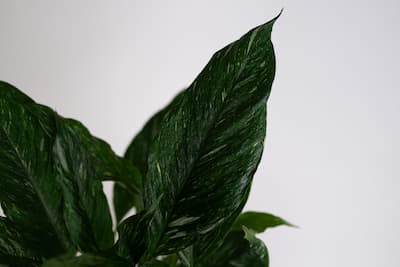 SKRZYDŁOKWIAT DIAMOND VARIEGATA (SPATHIPHYLLUM) SKRZYDŁOKWIAT DIAMOND VARIEGATA