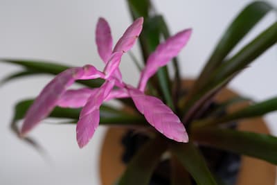 TILLANDSIA 'ANDREAS' (OPLĄTWA) TILLANDSIA ANDREAS OPLĄTWA
