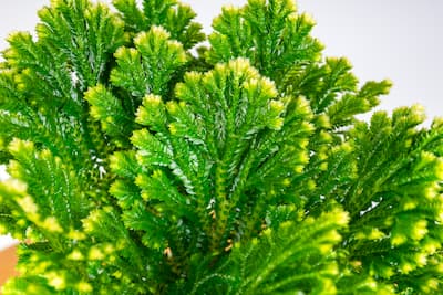 Widliczka-selaginella-martensii-jori Widliczka-selaginella-martensii-jori