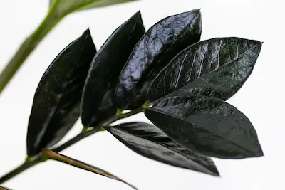 ZAMIOCULCAS ZAMIIIFOLIA 'RAVEN' (ZAMIOKULKAS ZAMIOLISTNY 'RAVEN') ZAMIOCULCAS-ZAMIIIFOLIA-RAVEN-ZAMIOKULKAS-ZAMIOLISTNY-RAVEN