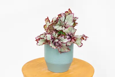 Begonia królewska Begonia REX Begonia rex królewska