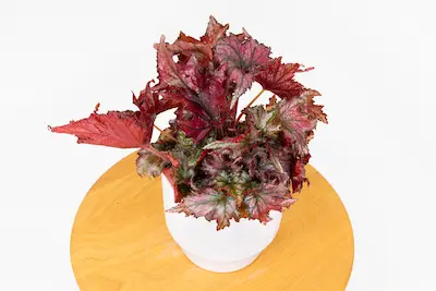 Begonia królewska czerwona Begonia REX RED Begonia rex red królewska