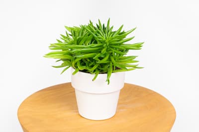 Peperomia ferreyrae ‘Happy Bean’ Peperomia ferreyrae ‘Happy Bean’