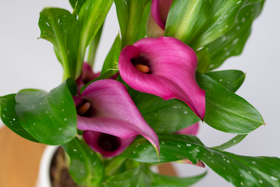 Cantedeskia Call Kalia Kala (Rehmanna Zantedeschia) CANTADESKIA-CALL-KALIA-REHMANNIA-ZANTEDESCHIA